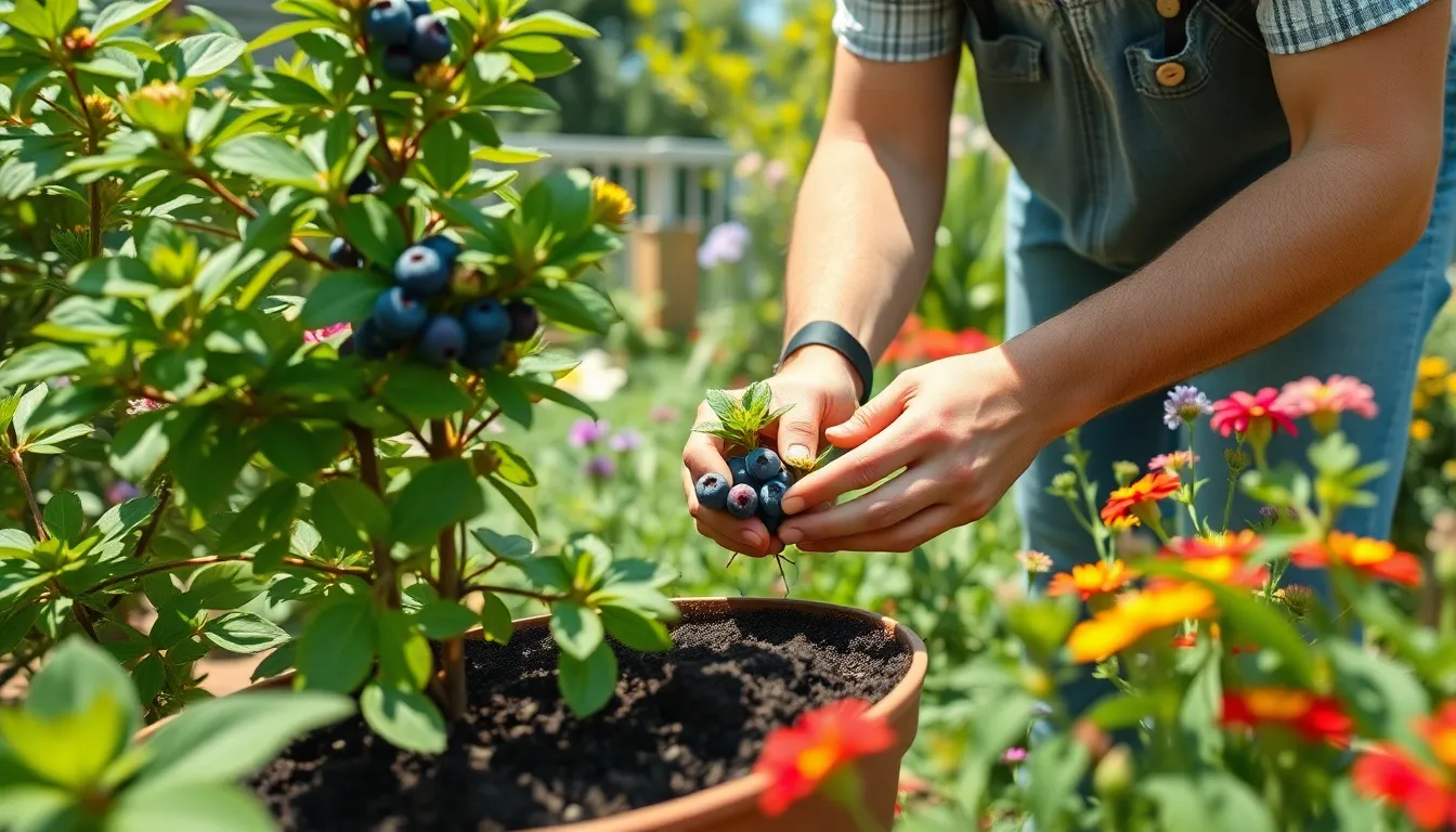 How to Grow Blueberry Plants in Pots: Complete Container Gardening Guide 10 How to Grow Blueberry Plants in Pots: Complete Container Gardening Guide 9