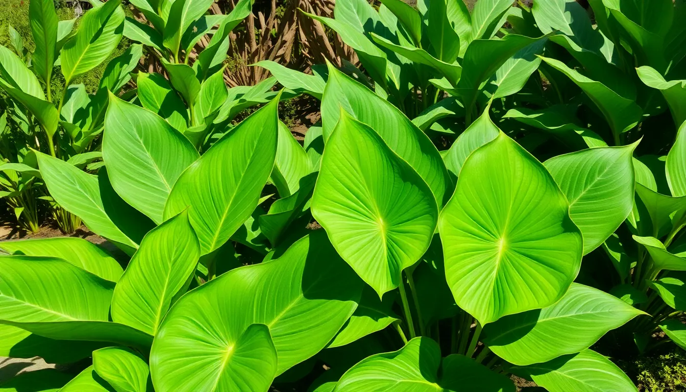 Transform Your Yard: Ultimate Elephant Ears Plants Landscaping Guide for Stunning Results 16 Transform Your Yard: Ultimate Elephant Ears Plants Landscaping Guide for Stunning Results 15