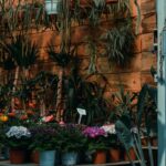 best places to buy houseplants