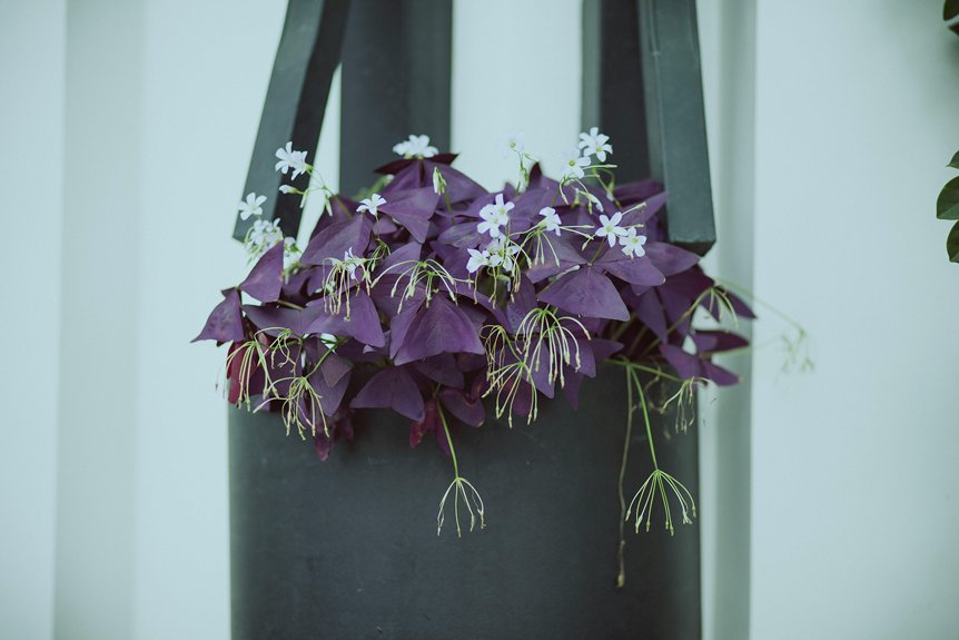 care for a shamrock plant zslrf