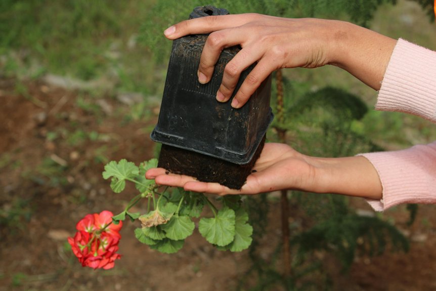 care for geranium plants properly