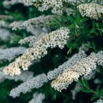 care for hydrangea plant