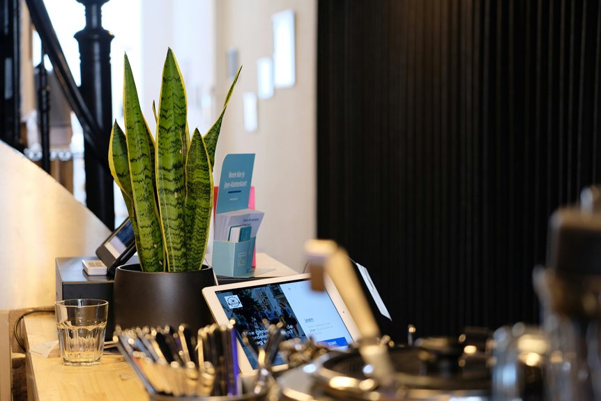 care for snake plant instructions