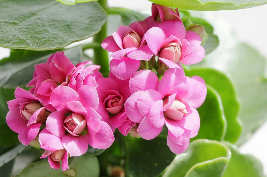 care tips for kalanchoe plants