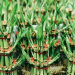 caring for bamboo plant care