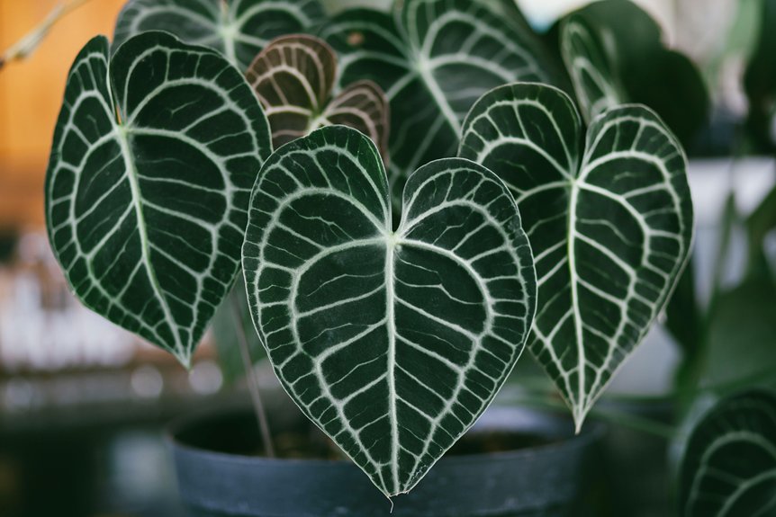 caring for prayer plant care