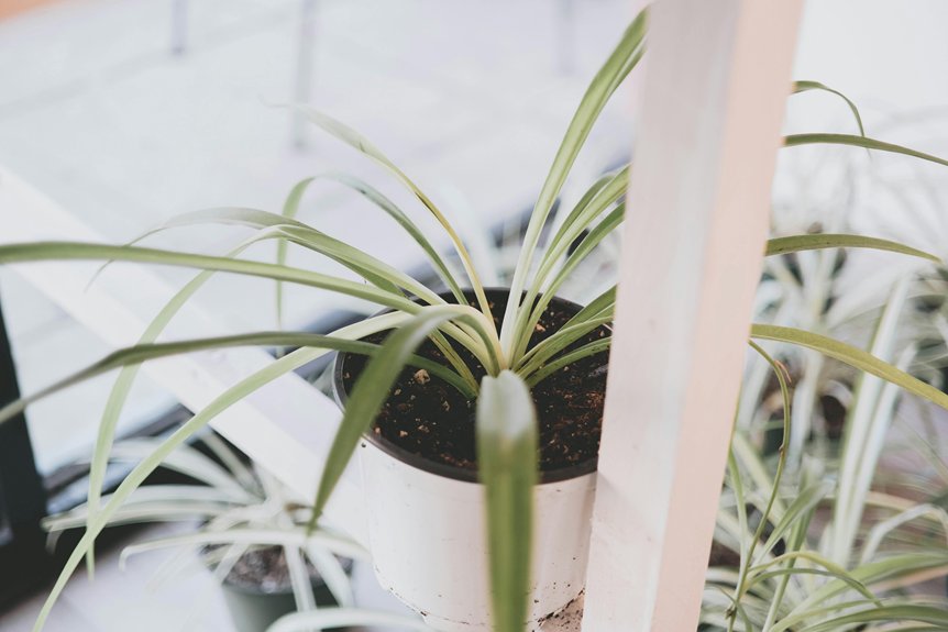 houseplants purify indoor air