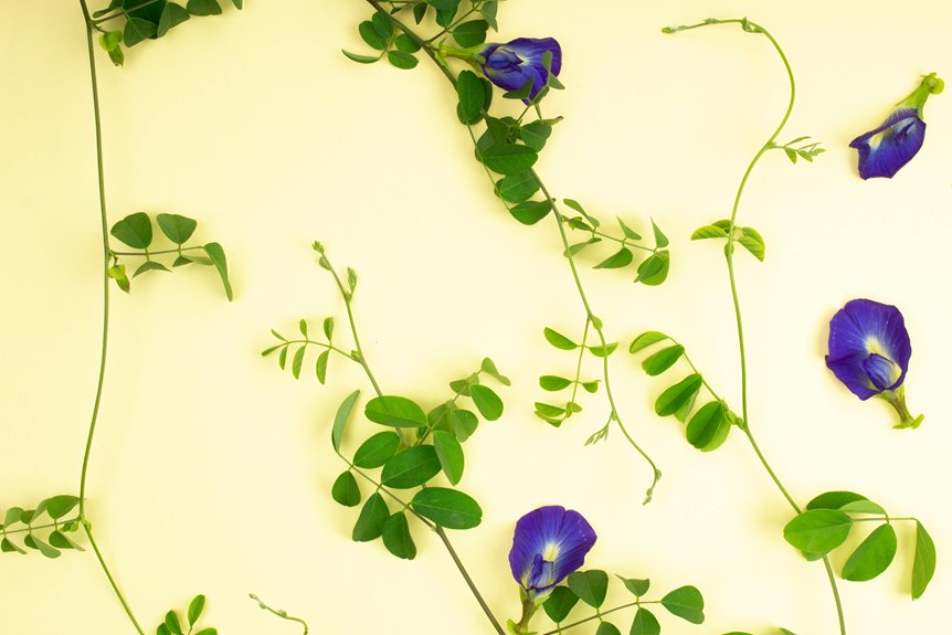 mandevilla plant care steps