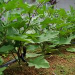 three best vegetables to plant