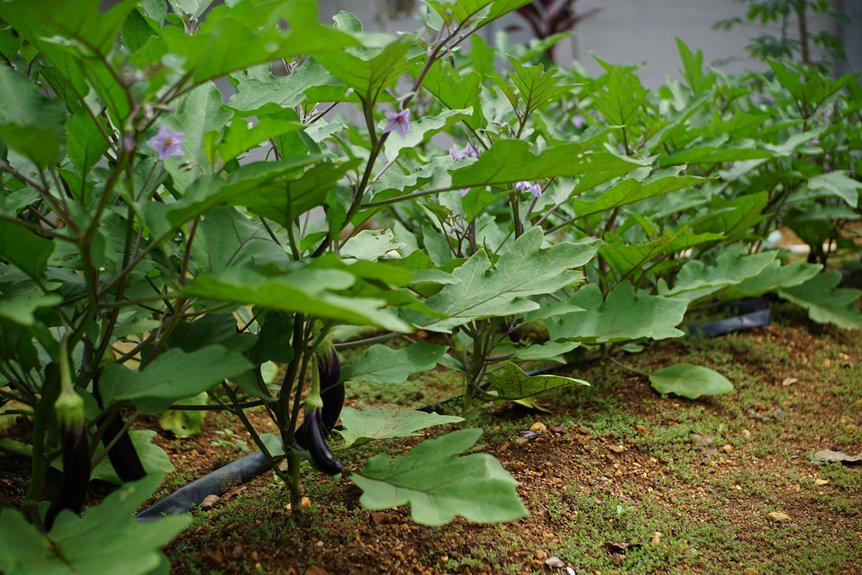 three best vegetables to plant