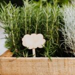 three signs plant garden timing