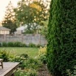 best trees for backyard privacy